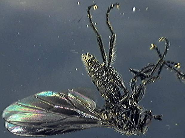 Dilophus febrilis